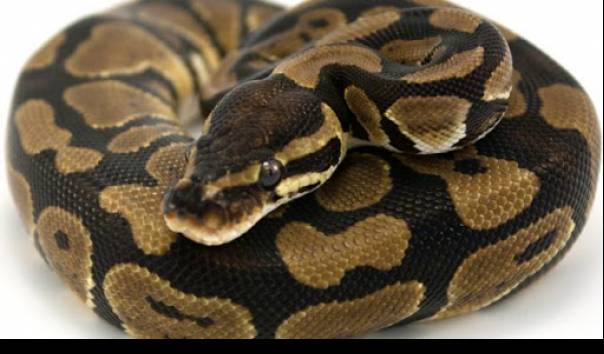 Ona, qiz va qora tanli erkaklar ishtirokidagi qattiq porno tomosha qiling.