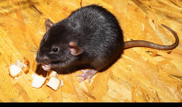 Cara Usir Tikus di Plafon Rumah yang Kerap Membuat Suara Gaduh