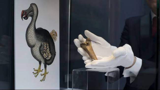 Burung Dodo yang Sudah Punah Ingin Dihidupkan Lagi, Rencana Itu Malah ...