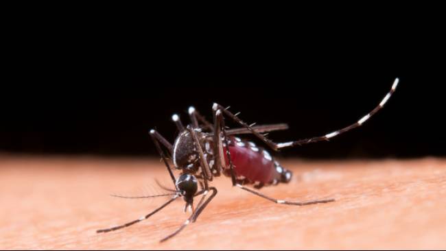 Mengenali Bahaya Nyamuk Walbachia untuk Lingkungan dan Manusia