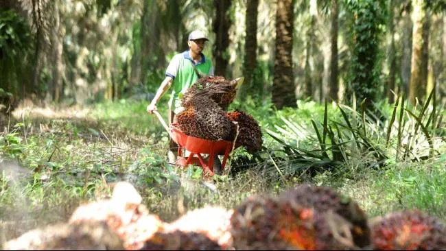 kekuatan-koperasi-bagi-petani-sawit-swadaya-indonesia