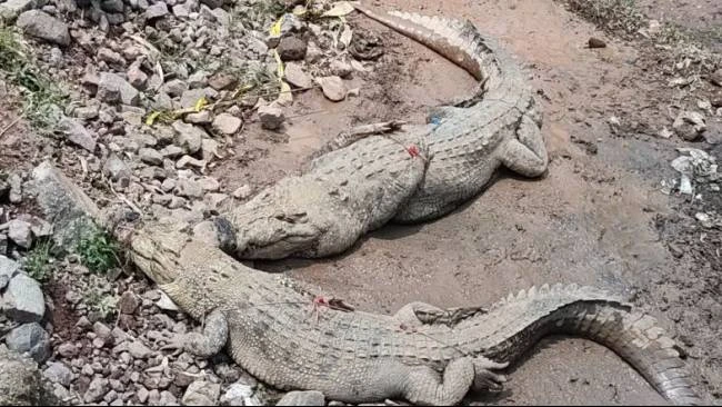 pemilik-penangkaran-di-cianjur-tak-tahu-berapa-buaya-yang-lepas-fokus-perbaiki-tembok-yang-jebol