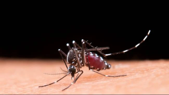 6-bahan-alami-ini-dapat-usir-nyamuk-cegah-dbd-dan-chikungunya