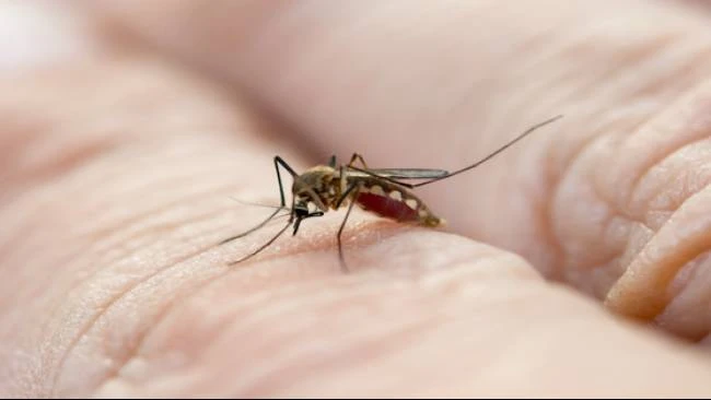 6-tanda-chikungunya-yang-perlu-diwaspadai