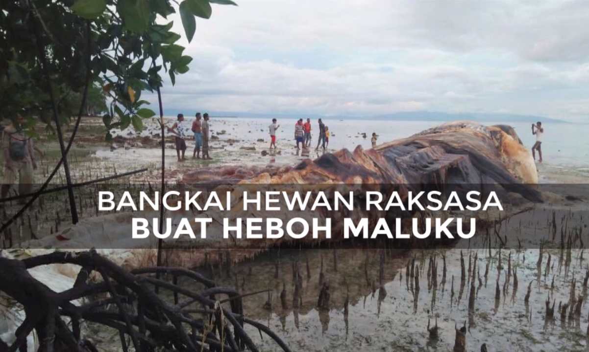 Bangkai Hewan Raksasa Buat Heboh Maluku Kompas Tv