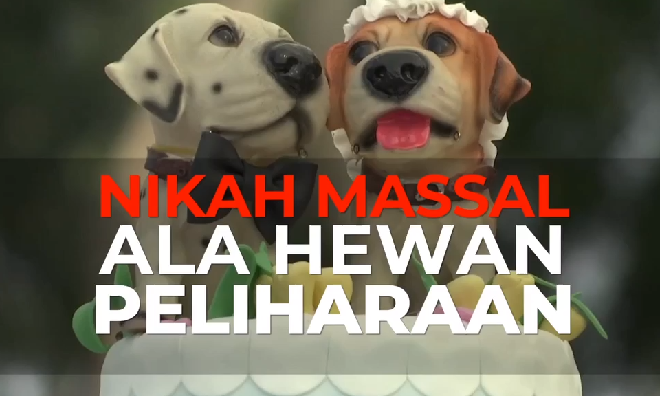 44 Perang Gambar Hewan Lucu HD Terbaru